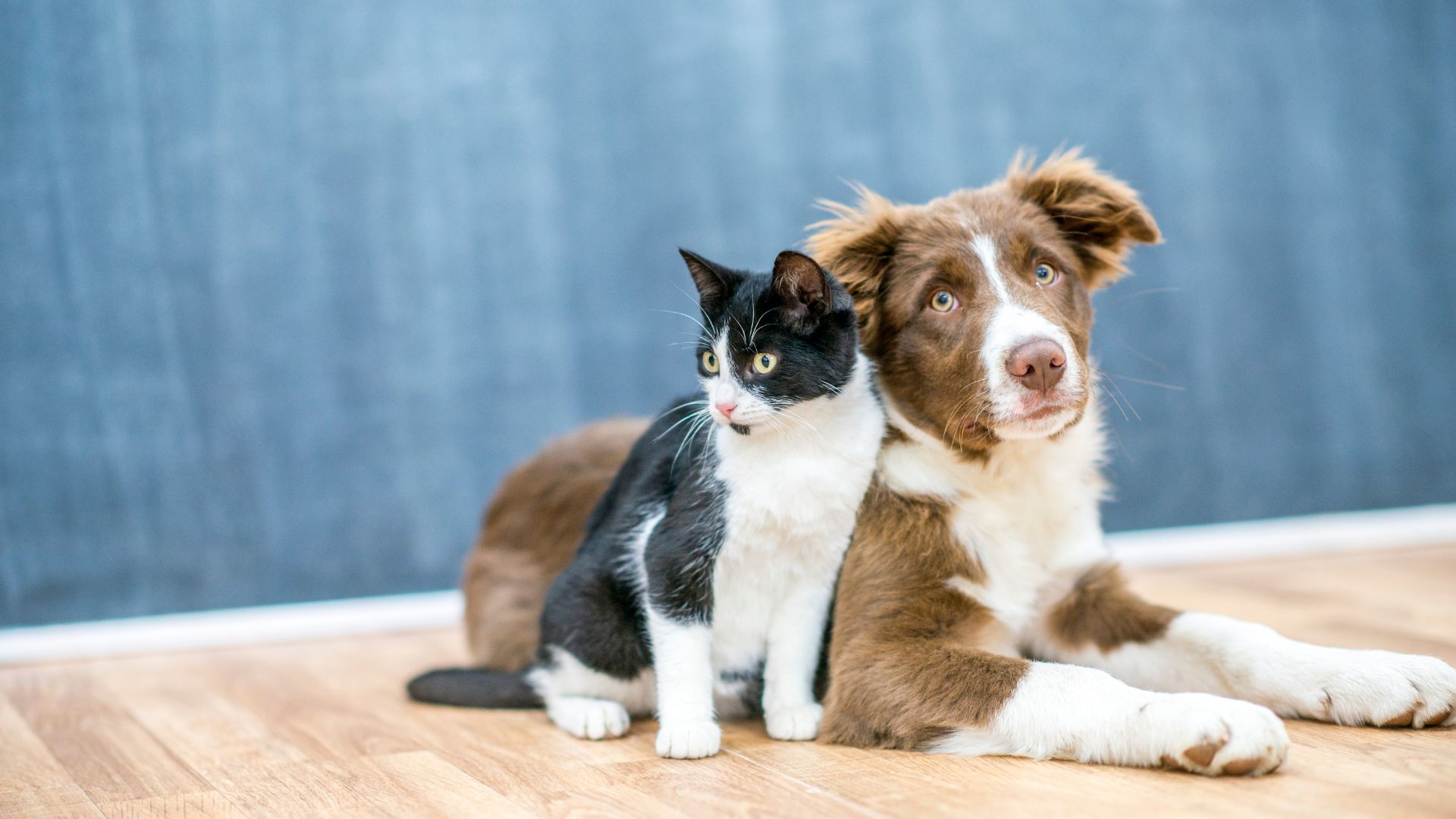 Professional Pet Grooming: How Regular Sessions Benefit Your Pet’s Health and Happiness