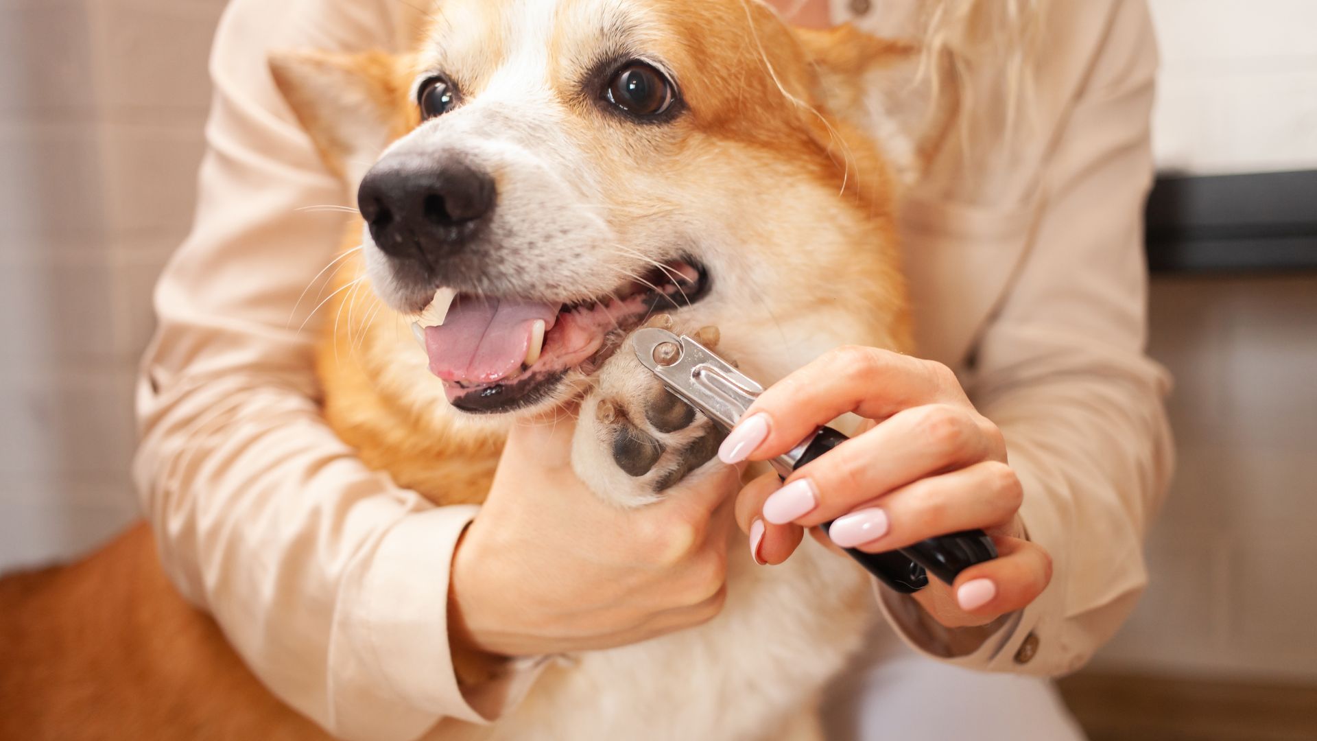 Pet Grooming 101: How to Safely Trim Nails, Clean Ears, and Brush Fur