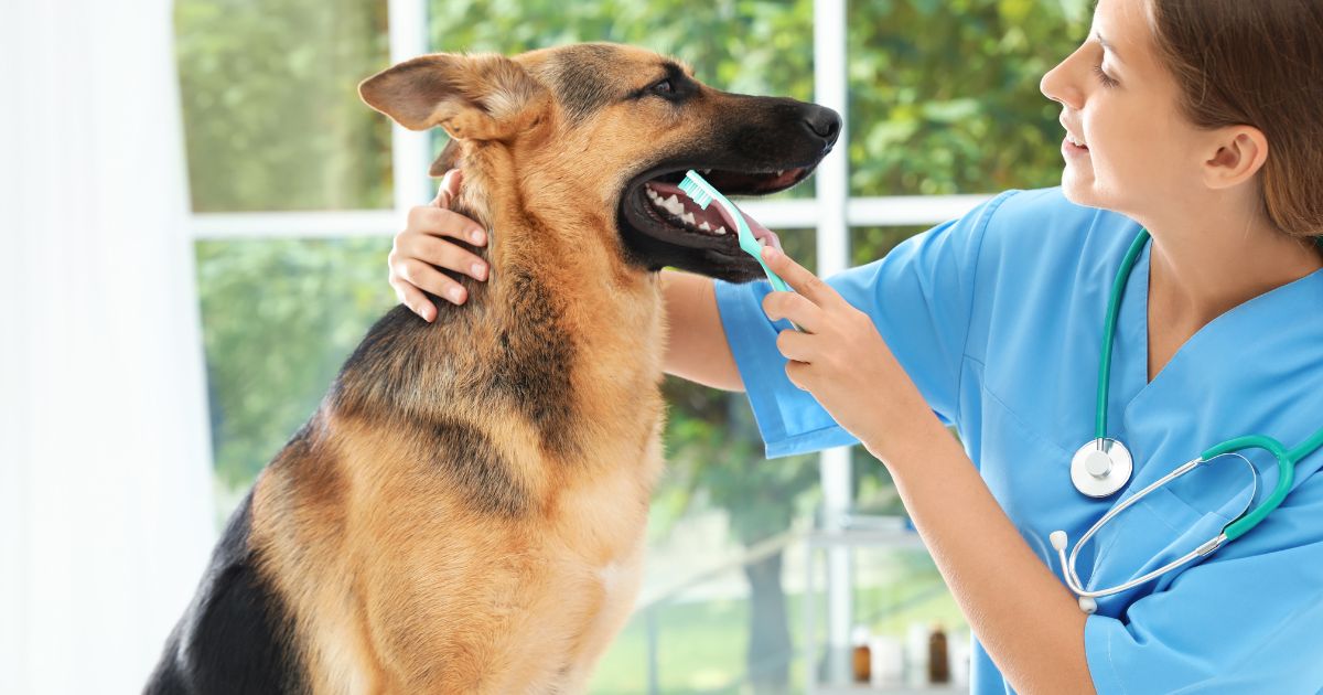 Teeth Cleaning